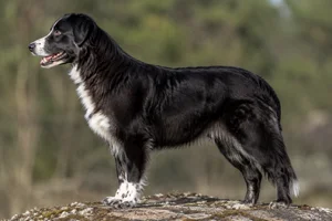 Aidi dog