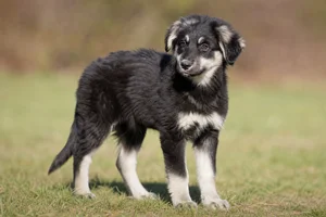 Aidi — puppy (~4 mo)