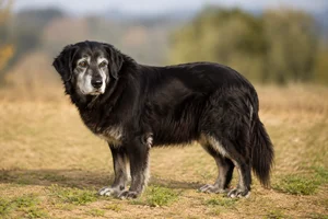 Aidi — senior