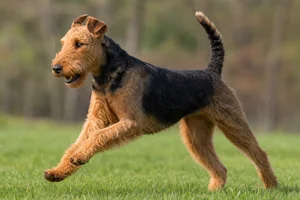 Airedale Terrier — running