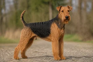 Airedale Terrier — adult