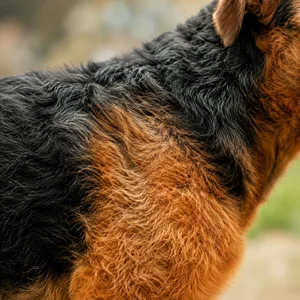 Airedale Terrier — coat texture