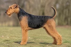 Airedale Terrier — Black and tan coat