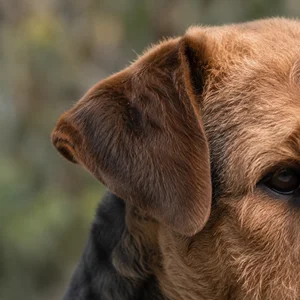 Airedale Terrier — ears
