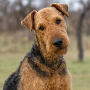 Airedale Terrier — alert