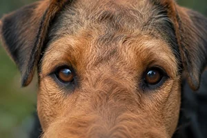 Airedale Terrier — eyes