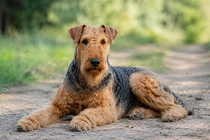 Airedale Terrier — lying down