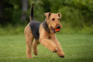 Airedale Terrier — playing