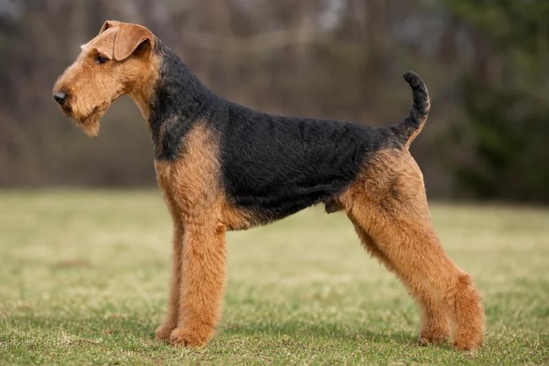 Airedale Terrier — dog breed
