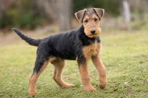 Airedale Terrier — puppy (~4 mo)