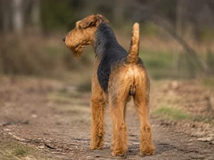 Airedale Terrier — rear