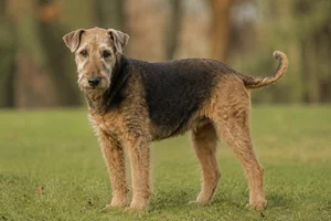 Airedale Terrier — senior