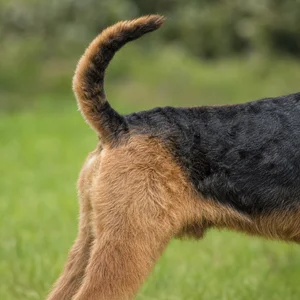 Airedale Terrier — tail