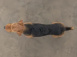 Airedale Terrier — top