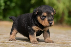 Airedale Terrier — young puppy (~1 mo)