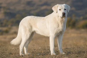 Akbash — adult