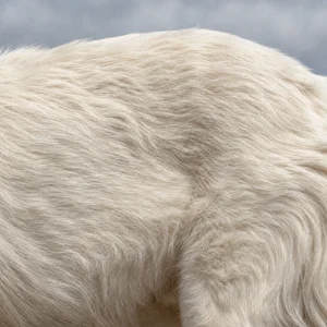 Akbash — coat texture