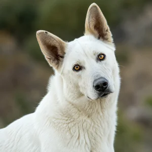 Akbash — alert