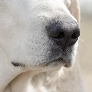 Akbash — nose