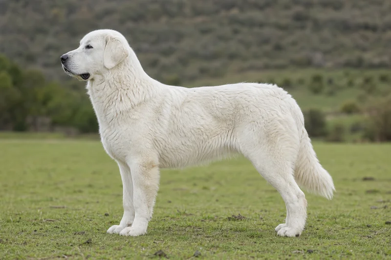 Akbash — dog breed