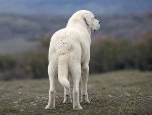 Akbash — rear
