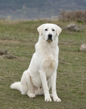 Akbash — sitting