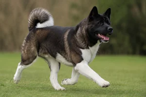 Akita — running