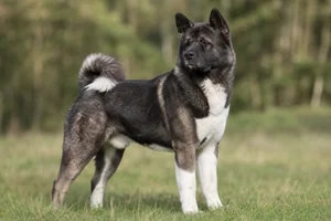 Akita — adult