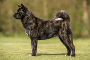 Akita — brindle coat