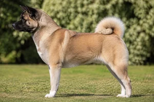 Akita — fawn coat