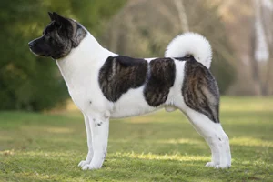 Akita — pinto coat