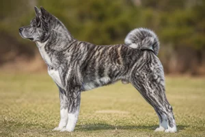 Akita — sesame coat