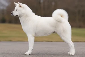 Akita — white coat