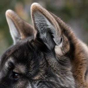 Akita — ears