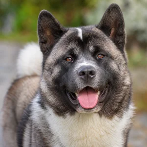 Akita — happy