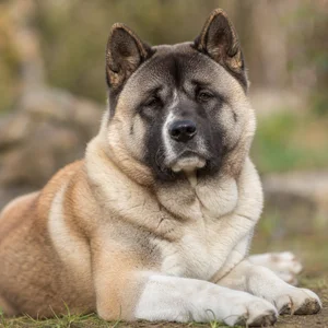 Akita — relaxed