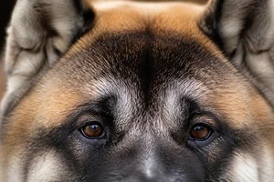 Akita — eyes