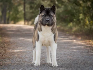 Akita — front