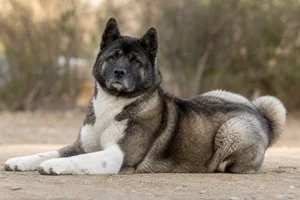 Akita — lying down