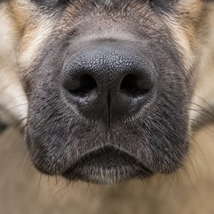 Akita — nose