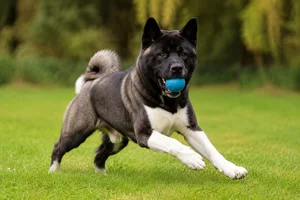 Akita — playing
