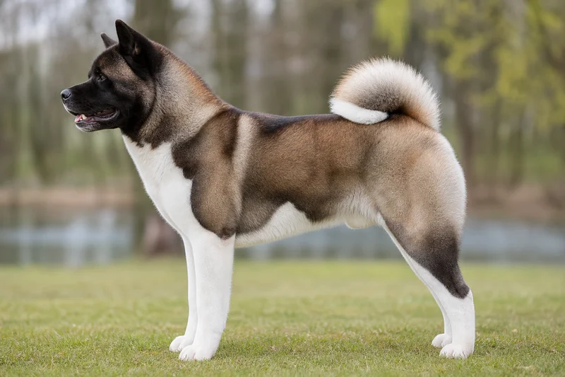 Akita — dog breed