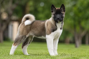Akita — puppy (~4 mo)