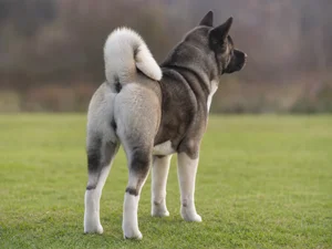 Akita — rear