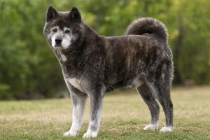 Akita — senior