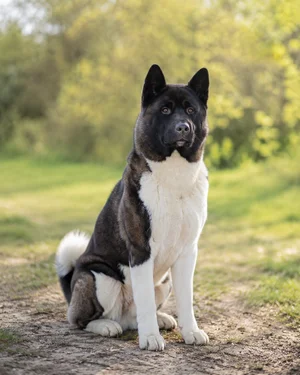 Akita — sitting