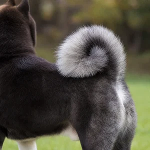 Akita — tail