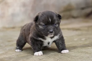 Akita — young puppy (~1 mo)
