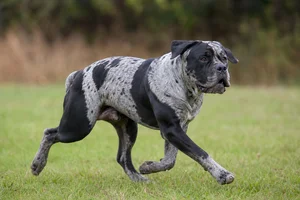 Alapaha Blue Blood Bulldog — running