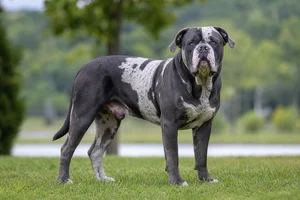 Alapaha Blue Blood Bulldog — adult